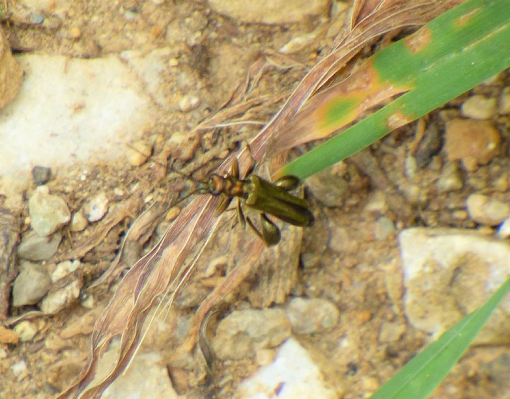 Oedemera nobilis, Oedemeridae